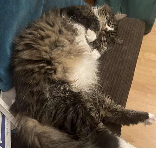 Photo of Archie (Archimedes Shakespurr Lionett)