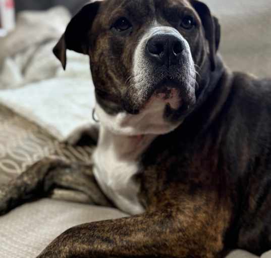 Photo of Roscoe
