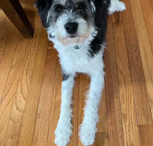 Photo of Butters