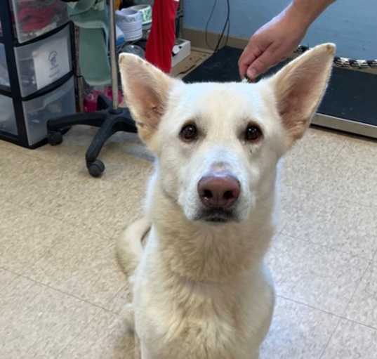 Photo of Jasper