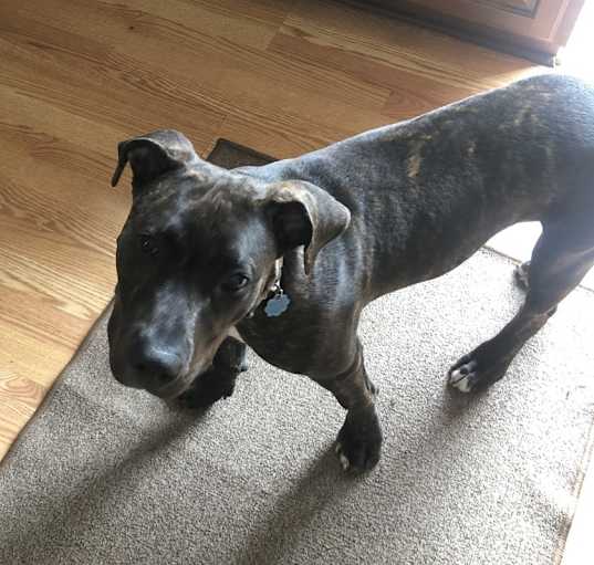 Photo of Deuce