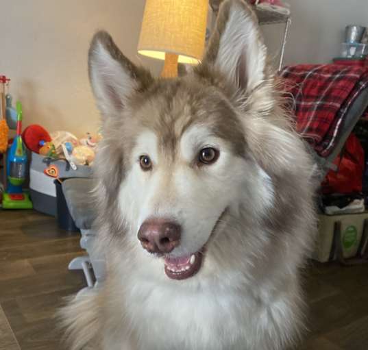 Photo of Benji