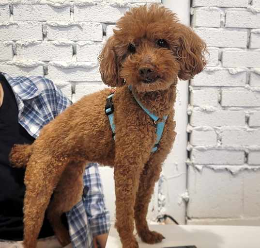 Photo of Poppy (HDS)