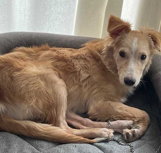 Photo of Tundra