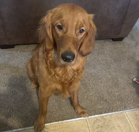 Photo of Bella