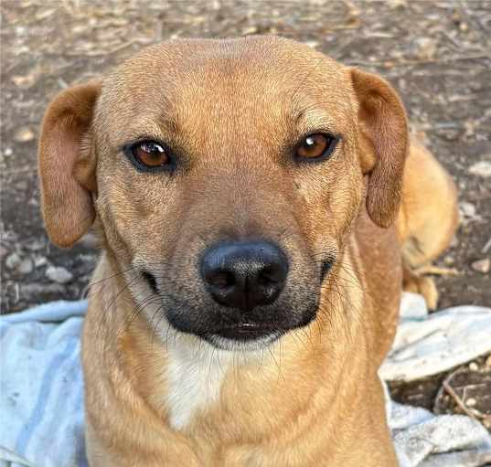 Photo of Shasta