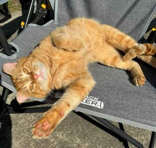 Photo of Henry