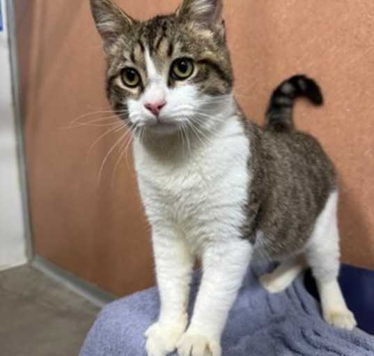 Photo of *Ember