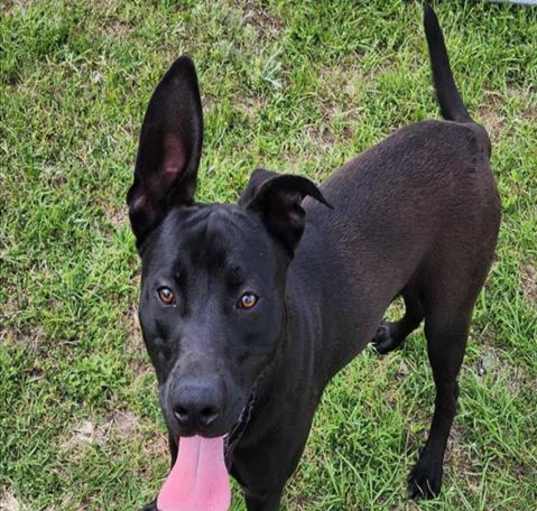 Photo of BUCK