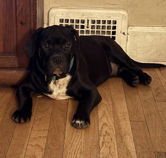 Photo of Alpha
