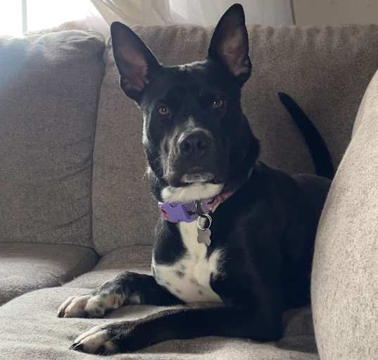 Photo of Batman