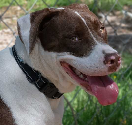 Photo of Baloo