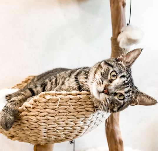 Photo of Betty