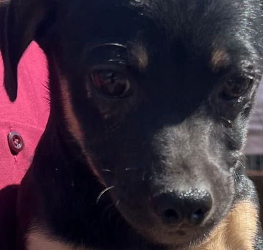 Photo of Max