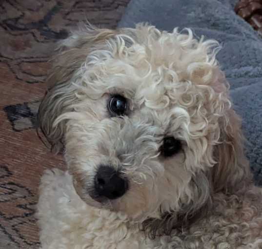 Photo of Clyde