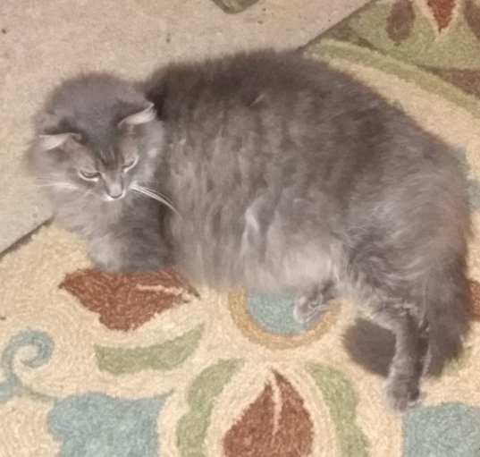 Photo of Nermal