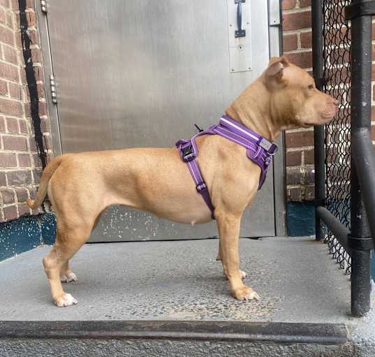 Photo of athena