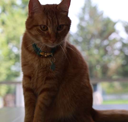 Photo of Leo