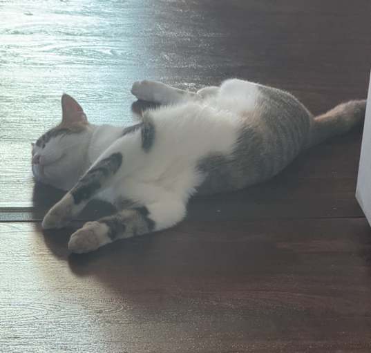 Photo of Chanel