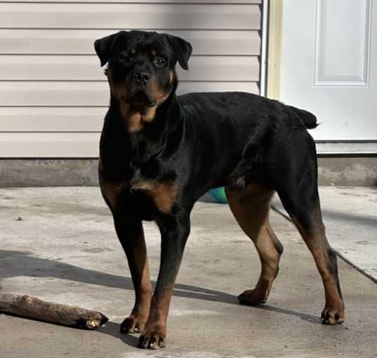 Photo of Rico