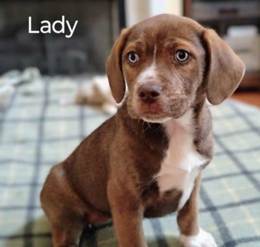 Photo of Lady