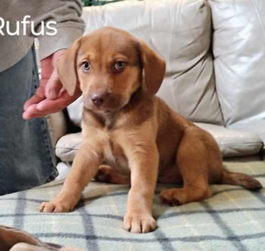Photo of Rufus