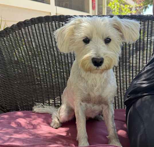 Photo of Shelby
