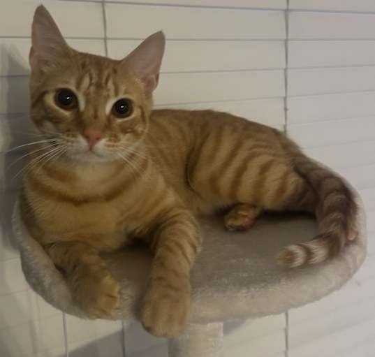 Photo of Oscar