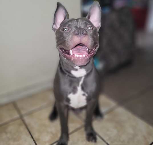 Photo of Hooch