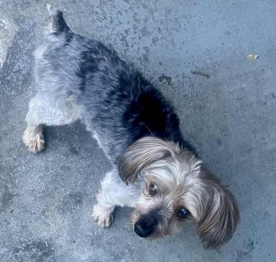 Photo of Marley