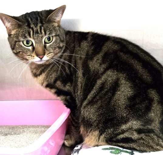 Photo of 656358 Tiger Lilly