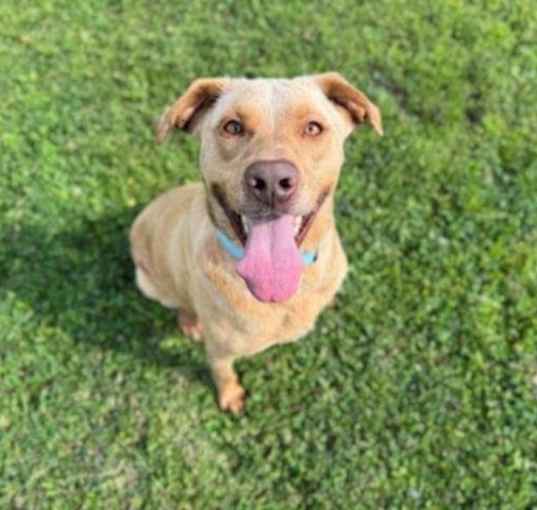 Photo of Layla