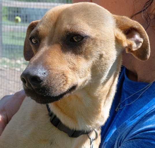 Photo of Odie