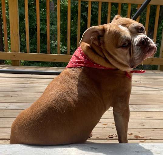 Photo of Bella