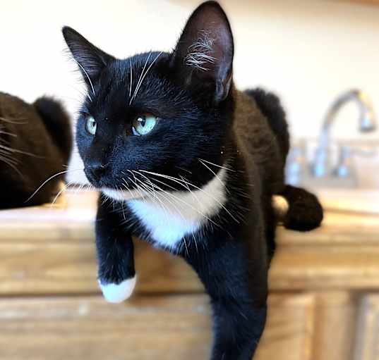 Photo of Piper