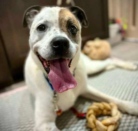 Photo of Willa (Foster or Adopter Needed!)