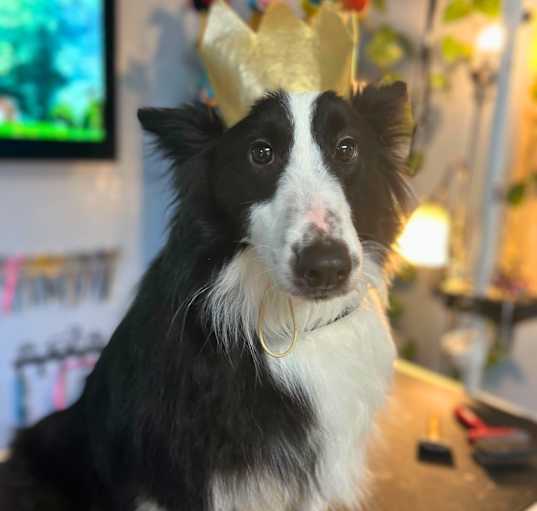 Photo of Pickles
