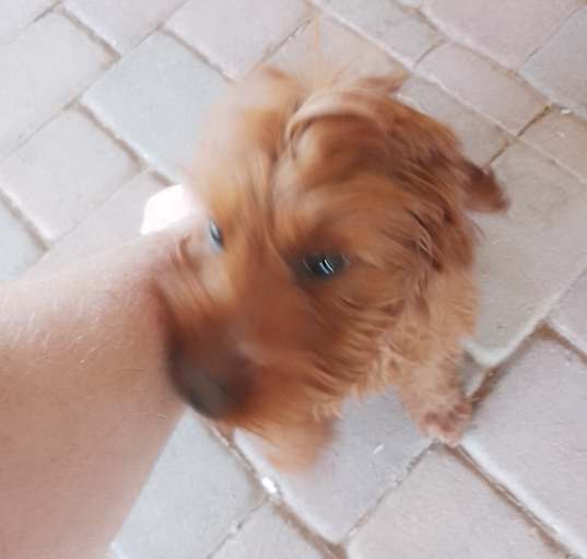Photo of Gracie