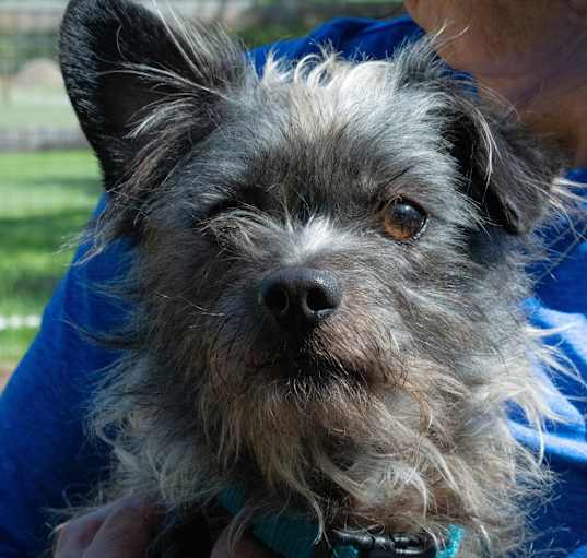 Photo of Ollie