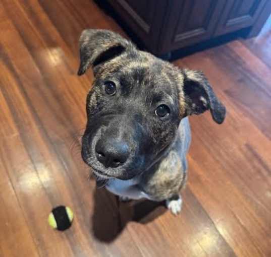 Photo of Bindi