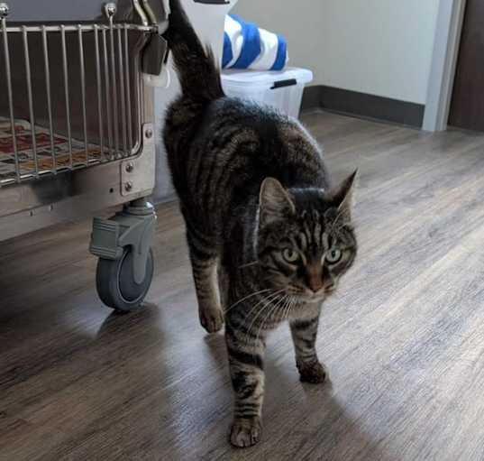 Photo of MOWGLI ★ Available NOW - ADOPTION or RESCUE!