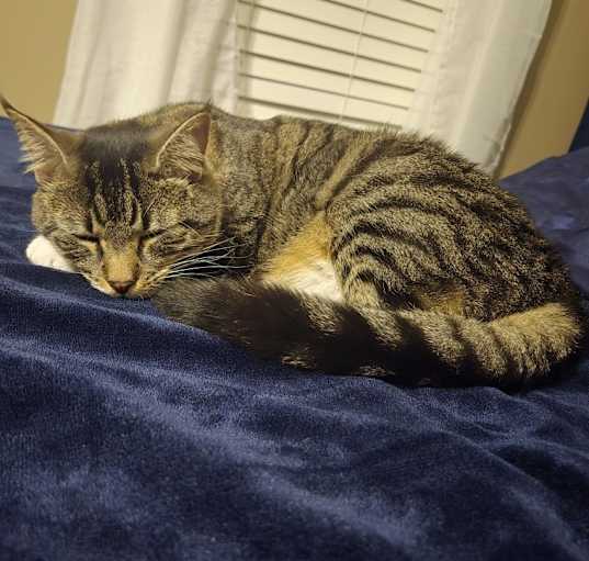 Photo of Shelby