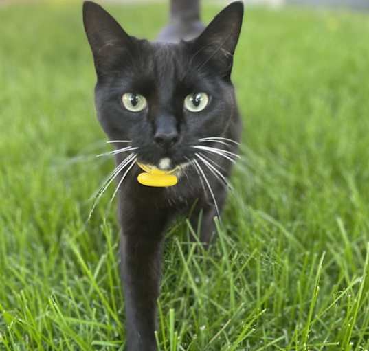 Photo of Twinkle Toes