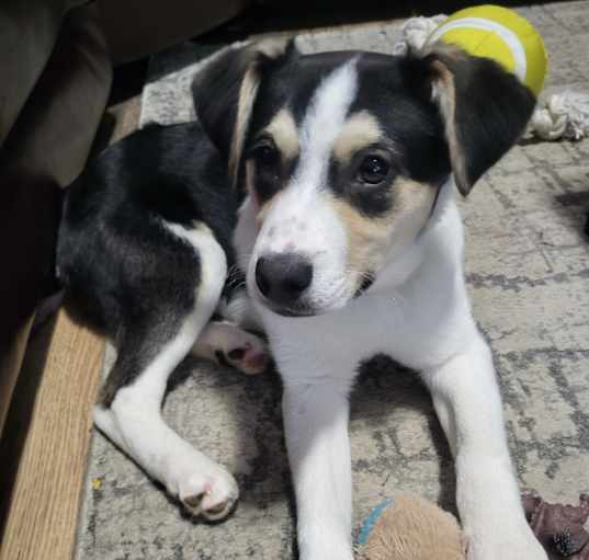 Photo of Princess. ADOPTED
