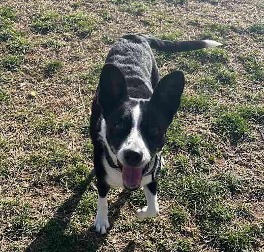 Photo of Beanie