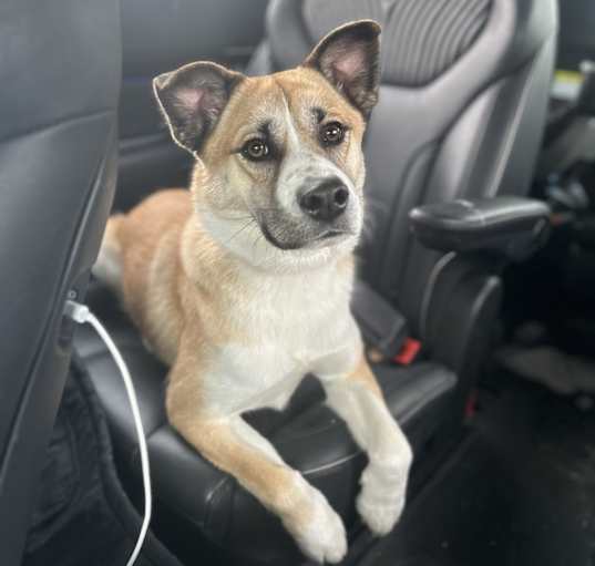 Photo of Luna