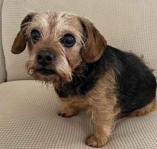 Photo of Annie