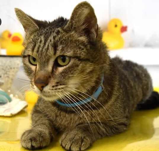 Photo of Twinkie