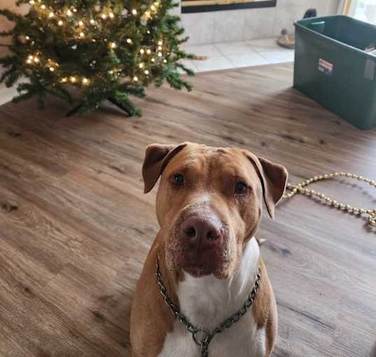 Photo of Bear