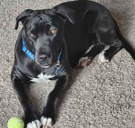 Photo of Buddy